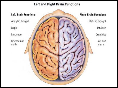part1-04-brainhemispheres